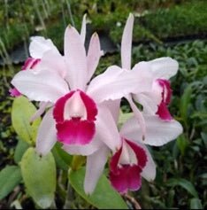 C. intermedia vinicolor - Dr. Bill's Orchids, LLC