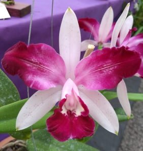 C. intermedia vinicolor (flamea bordo tradcao x flamea) - Dr. Bill's Orchids, LLC