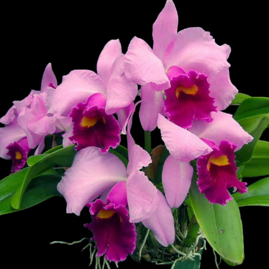 C. Irene Finney ('Ingrid' HCC/AOS x 'Spring's Best' AM/AOS) - Dr. Bill's Orchids, LLC