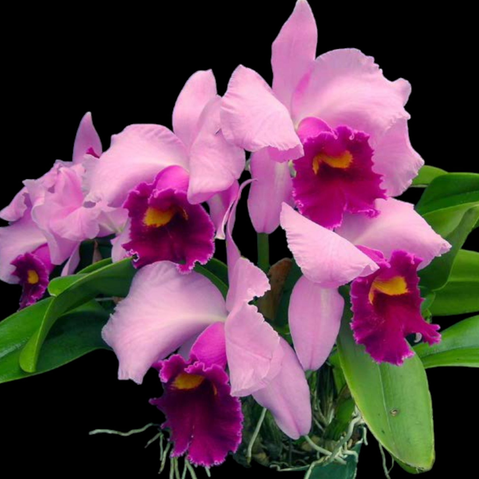 C. Irene Finney 'Spring's Best' AM/AOS - Dr. Bill's Orchids, LLC