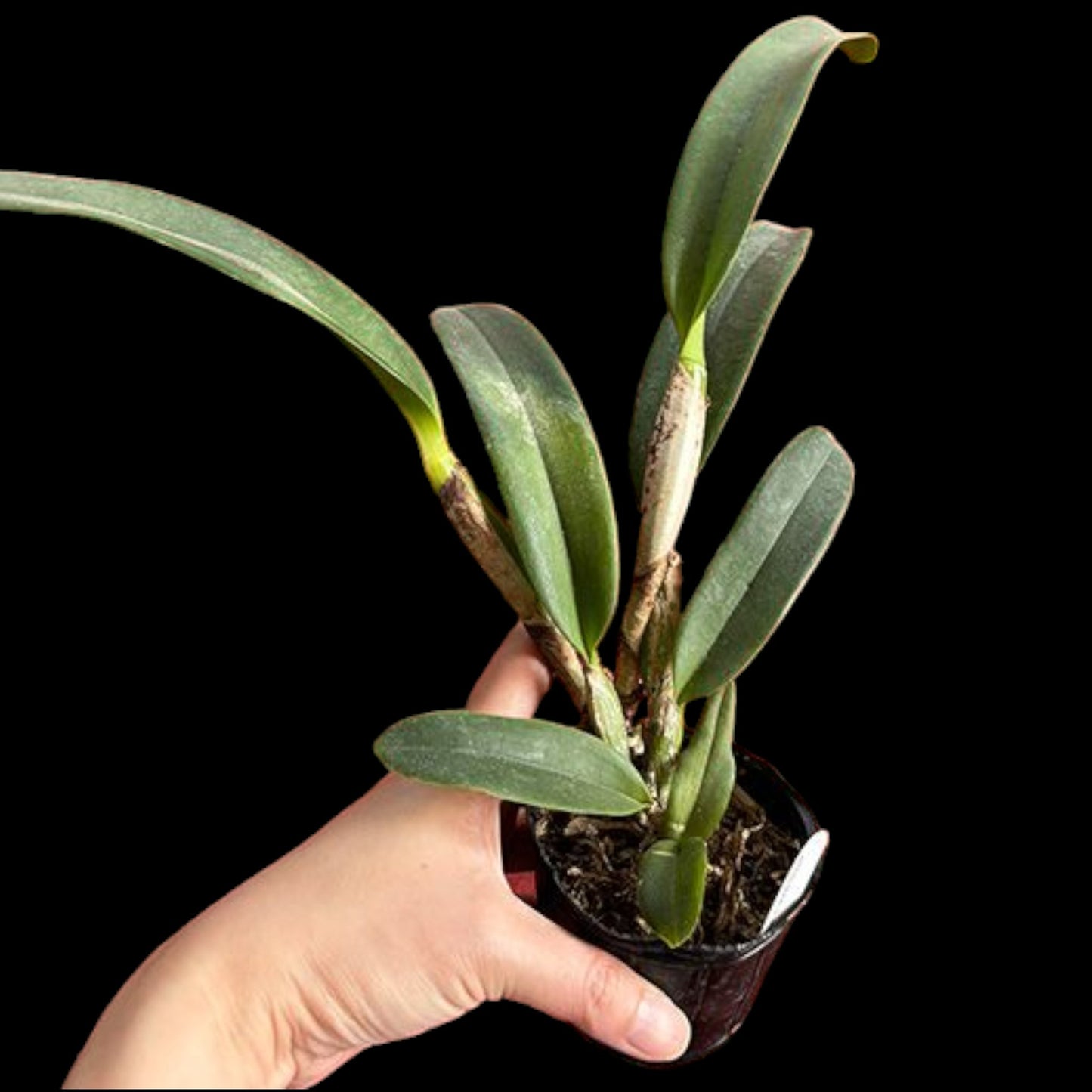 C. jenmanii var. alba 'Fuchs Snow' FCC/AOS - Dr. Bill's Orchids, LLC