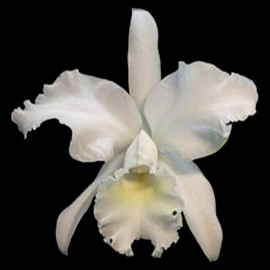 C. jenmanii var. alba 'Fuchs Snow' FCC/AOS - Dr. Bill's Orchids, LLC