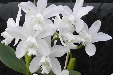 C. loddigesii alba x Blc Bruno Bruno Red Lava - Dr. Bill's Orchids, LLC