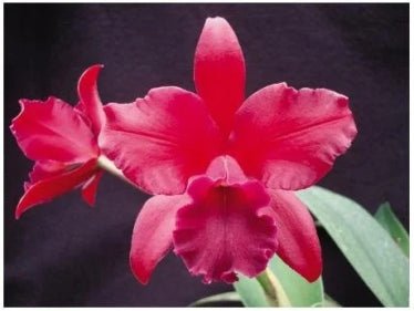 C. loddigesii alba x Blc Bruno Bruno Red Lava - Dr. Bill's Orchids, LLC