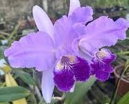 C. lueddemanniana (coerulea escura x concolor) - Dr. Bill's Orchids, LLC