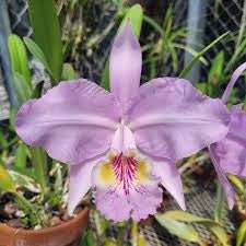 C. lueddemanniana (coerulea escura x concolor) - Dr. Bill's Orchids, LLC
