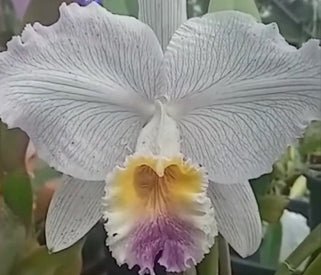 C. lueddemanniana coerulea (venosa x clara) - Dr. Bill's Orchids, LLC