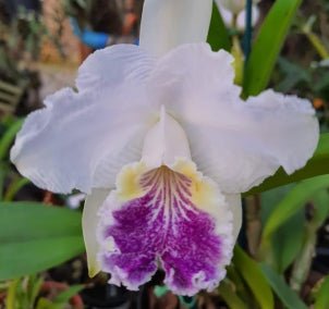 C. lueddemanniana coerulea (venosa x clara) - Dr. Bill's Orchids, LLC