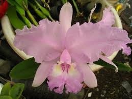 C. lueddemanniana concolor X Blc George King - Dr. Bill's Orchids, LLC