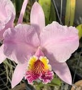 C. lueddemanniana (tipo x vinicolor) - Dr. Bill's Orchids, LLC