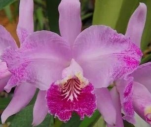 C. lueddemanniana tipo x vinicolor - Dr. Bill's Orchids, LLC