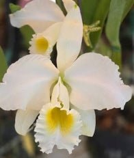 C. mossiae (semi alba TR x alba Nice) - Dr. Bill's Orchids, LLC