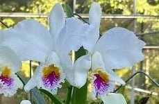 C. mossiae (semi alba TR x alba Nice) - Dr. Bill's Orchids, LLC