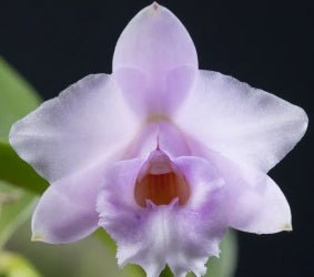 C. Primeiro Amor x Laelia alaorii - Dr. Bill's Orchids, LLC