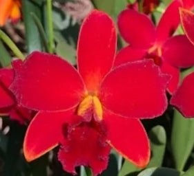 C. Primeiro Amor x Laelia alaorii - Dr. Bill's Orchids, LLC