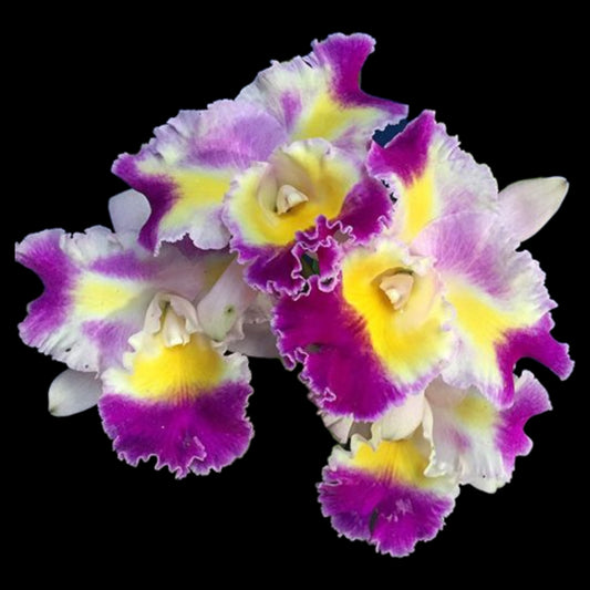 C. Prism Palette 'Mischief' AM/AOS - Dr. Bill's Orchids, LLC