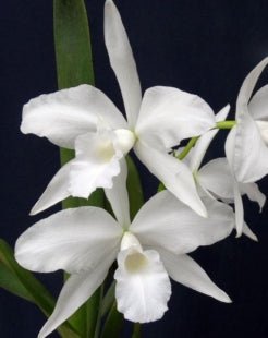 C (purpurata alba x lueddemanniana alba) - Dr. Bill's Orchids, LLC