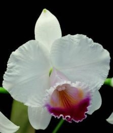 C. quadricolor (semi alba TR x Divina) - Dr. Bill's Orchids, LLC