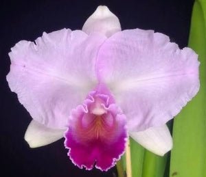 C. quadricolor (semi alba TR x Divina) - Dr. Bill's Orchids, LLC
