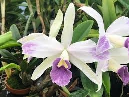 C. Rubin (purpurata x sincorana) - Dr. Bill's Orchids, LLC