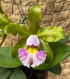 C. schilleriana ( semi alba T1 x aurea Tradição) - Dr. Bill's Orchids, LLC