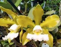 C. schilleriana ( semi alba T1 x aurea Tradição) - Dr. Bill's Orchids, LLC