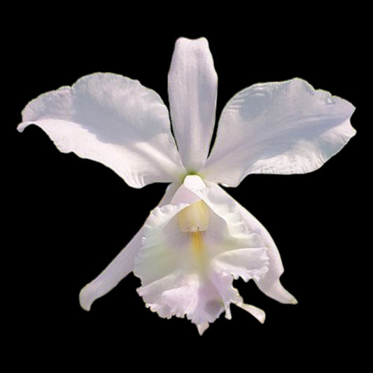 C. Sea Breeze 'Blue Ribbon' HCC/AOS - Dr. Bill's Orchids, LLC