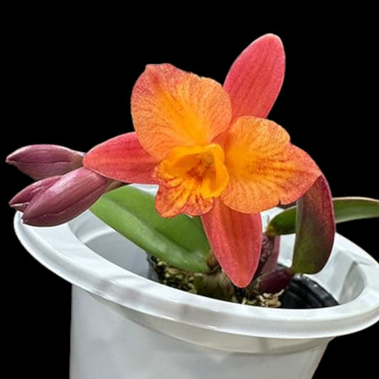 C. Tangerine Fire 'Mini Sun' - Dr. Bill's Orchids, LLC