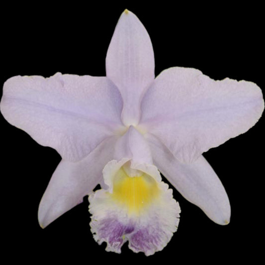 C. Valentine 'Billy's Blue' HCC/AOS - Dr. Bill's Orchids, LLC