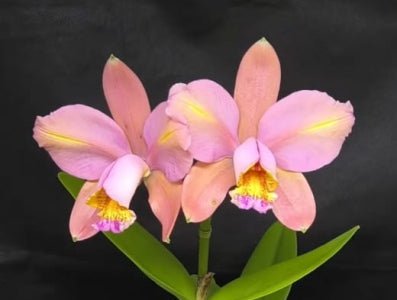 C venosa - Dr. Bill's Orchids, LLC