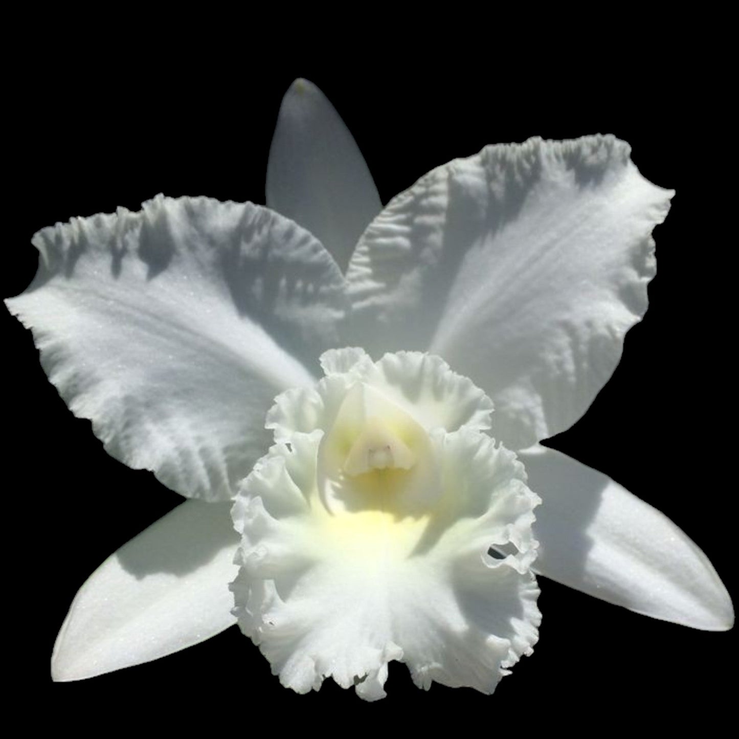 C. White Reception 'NN' - Dr. Bill's Orchids, LLC