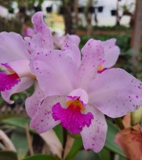 Cattleya amethystoglossa (alba T1 x soft pink) - Dr. Bill's Orchids, LLC