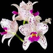 Cattleya amethystoglossa (soft x pink spots) - Dr. Bill's Orchids, LLC