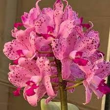 Cattleya amethystoglossa (soft x pink spots) - Dr. Bill's Orchids, LLC