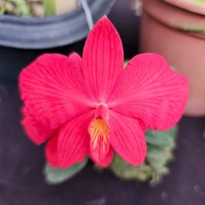 Cattleya brevipedunculata (select) - Dr. Bill's Orchids, LLC