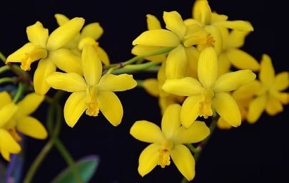 Cattleya briegeri - Dr. Bill's Orchids, LLC