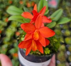 Cattleya (cernua x riograndensis) - Dr. Bill's Orchids, LLC