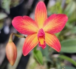 Cattleya Flamejante (riograndensis x briegeri) - Dr. Bill's Orchids, LLC