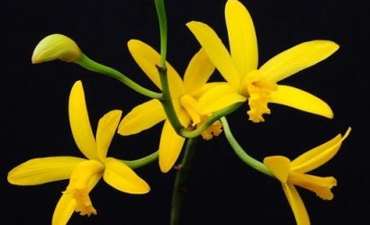Cattleya flavasulina - Dr. Bill's Orchids, LLC