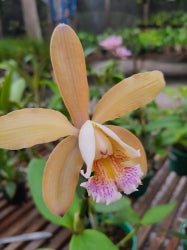 Cattleya forbesii tradição x self - Dr. Bill's Orchids, LLC