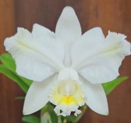 Cattleya harrisoniana alba x Self - Dr. Bill's Orchids, LLC