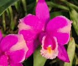 Cattleya harrisoniana rubra x Self - Dr. Bill's Orchids, LLC