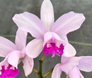Cattleya intermedia - Dr. Bill's Orchids, LLC