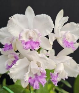 Cattleya intermedia coerulea Selection - Dr. Bill's Orchids, LLC