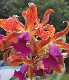 Cattleya Issy - Dr. Bill's Orchids, LLC