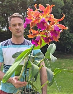 Cattleya Issy - Dr. Bill's Orchids, LLC