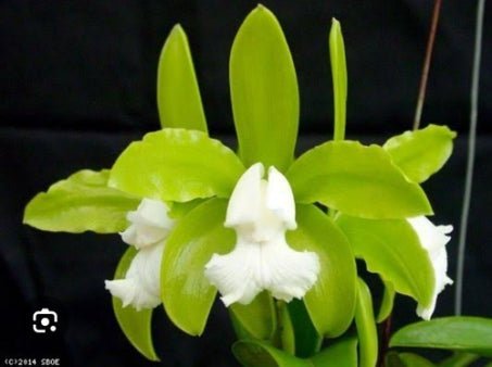 Cattleya leopoldii (tigrina) alba - Dr. Bill's Orchids, LLC