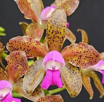 Cattleya leopoldii (tigrina) 'CARAMELO' OT 2512137 - Dr. Bill's Orchids, LLC