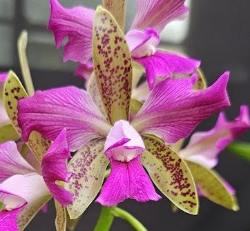 Cattleya leopoldii (tigrina) 'CARAMELO TRILABELO' OT 251290 - Dr. Bill's Orchids, LLC