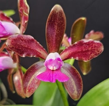 Cattleya leopoldii (tigrina) SELECTED OT 2512149 - Dr. Bill's Orchids, LLC
